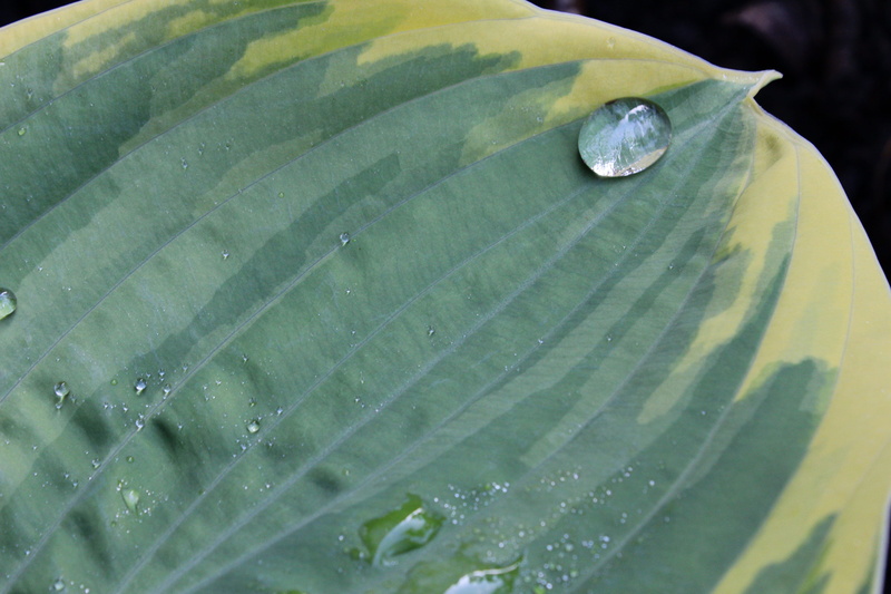no people, leaves, purity, plantain lily, outdoors, plant part, freshness, extreme close-up, variegated, leaf vein, drop, water, dew, green color, wet