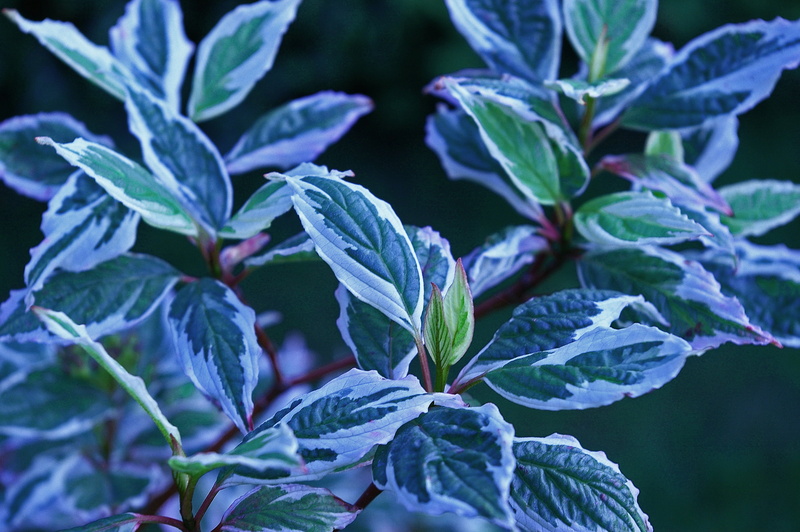 leaf, healthy eating, food, multi coloured, dogwood, nature, biology, plant, 2K, food and drink, aesthetic, garden design, garden, no people, backgrounds