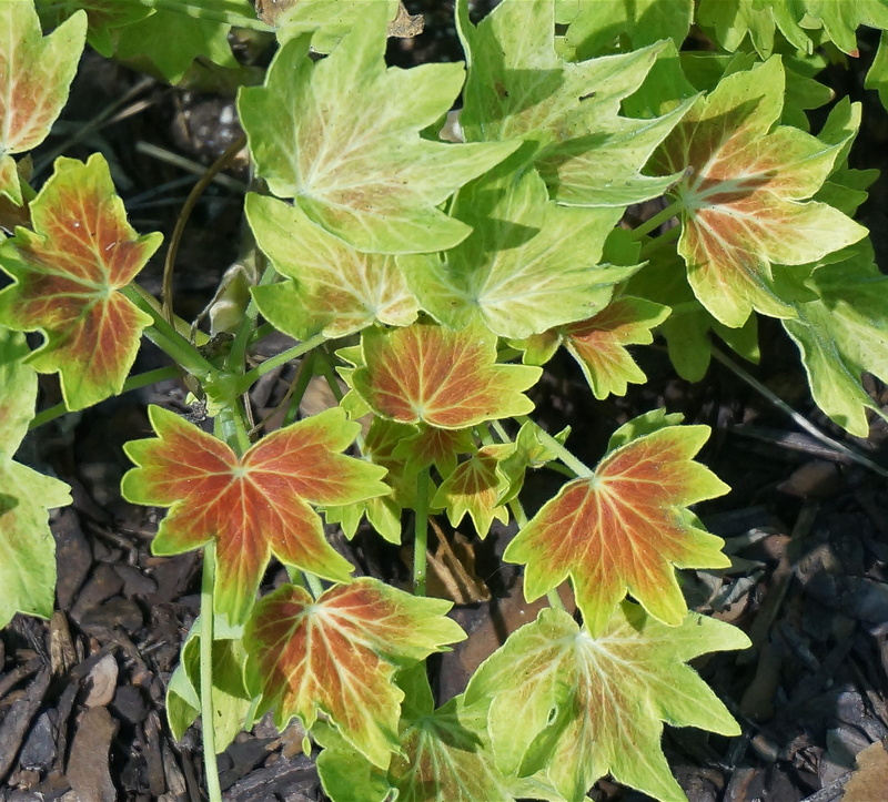 leaves, plant part, petal, variegated, no people, leaf, orange, green color, vulnerability, flower, inflorescence, nature, close-up, flowering plant, high angle view