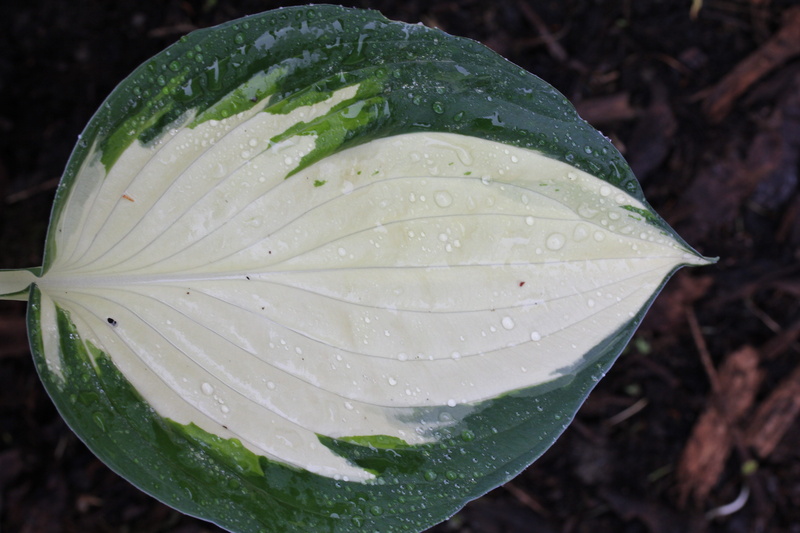 vulnerability, no people, rain, 5K, drop, garden, water, woodland, beauty in nature, plant part, ribbed, Leaf, variegated, focus on foreground, close-up
