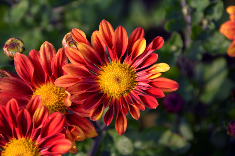 plant, white, autumn, beauty in nature, orange color, close-up, natural colors, chichewa live, romantic, red flower, current season, detail, bud, flowers