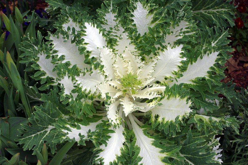 texture, vulnerability, flowering plant, plant, pattern, nature, texas, outdoors, food, 2K, colors, green and white variegated, no people, leaves, botanical
