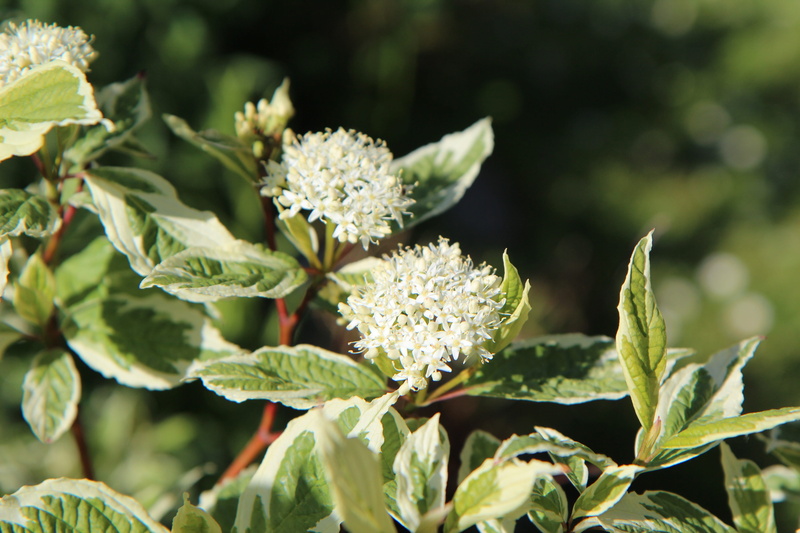 leaf variegated, 5K, food, dogwood-variegated, freshness, plant, food and drink, leaf, day, sunlight, small flower, flowering plant, vegetable, healthy eating