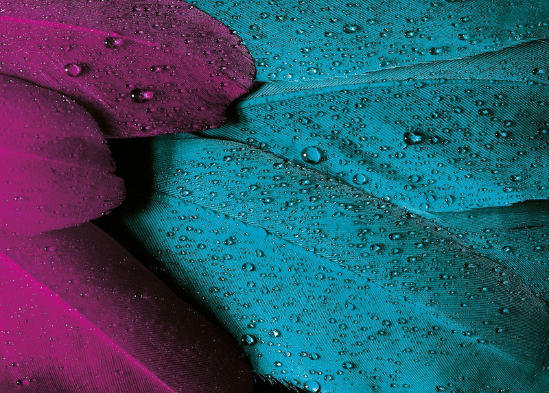 pen, day, weather, close-up, purple, natural pattern, leaf, full frame, no People, summer, 2K, vibrant Color, drop, macro, rain, freshness, growth, backgrounds