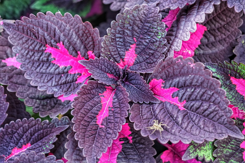 no people, decoration, bright, maroon, fragility, vulnerability, beauty in nature, plant, growth, flower, day, leaf vein, closeup, freshness, flowering plant