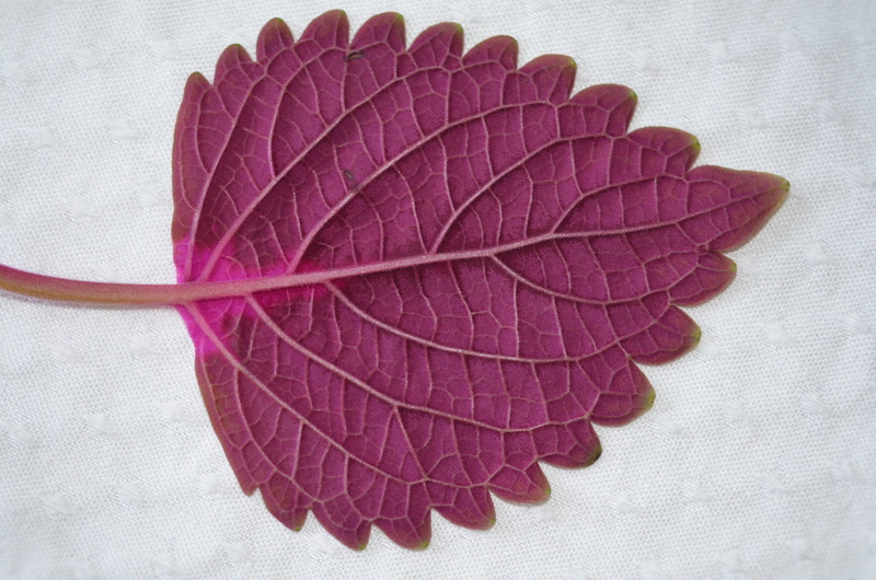 directly above, indoors, floral, studio shot, leaf, gardening, natur, leaves, high angle view, maroon, nature, vulnerability, flower, plant part, garden