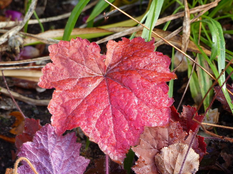 change, close-up, dew, maple leaf, leaves, red, outdoors, beauty in nature, leaf, natural condition, colors, season, drop, nature, vulnerability, day, autumn