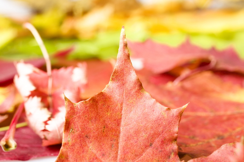 change, leaf, falling, october, tree, autumn, natural condition, dying, background, yellow, outdoor, botany, maple leaf, outdoors, nature, plant, flora