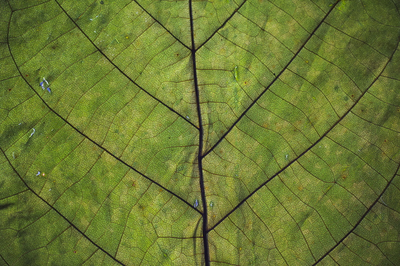 leave, underside, red, close, green, leaves, vulnerability, autumn, tree, close-up, natural pattern, vegetation, leaf vein, translucent, day, 5K, leaf