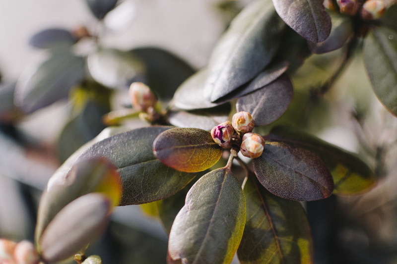 veins, pink, open, tree, spring, petals, nut, close-up, food, outdoors, close, leaves, wound, no people, speckles, leaf, growth, tight, plant part, bud
