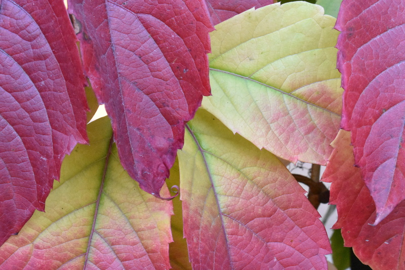 outdoors, day, fragility, multicolor, beauty, natural condition, autumn, backgrounds, october, leaves, leaf vein, plant, pink color, nature, natural pattern