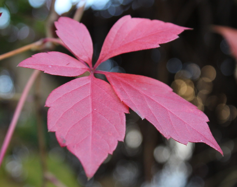 leaf, 4K, day, Leaves, nature, red, Wild, beauty in nature, golden autumn, freshness, selective focus, Listopad, growth, outdoors, leaf vein, red leaf