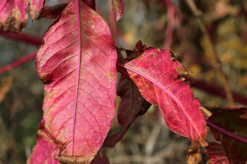 nature, vulnerability, maple leaf, red leaf, change, pink color, tree, leaf vein, maroon, plant, red, growth, 4K, beauty in nature, no people, autumn collection