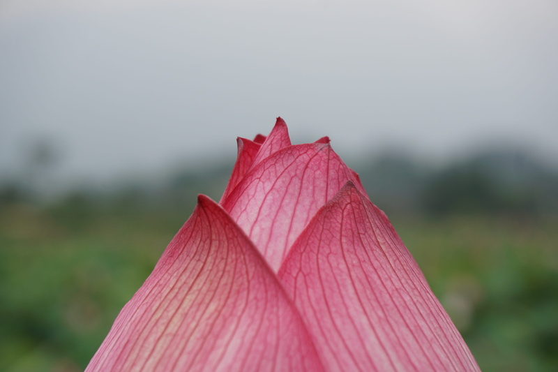 spring, day, leaf vein, focus on foreground, selective focus, plant, vulnerability, flower, maple leaf, dry, fragility, 5K, close-up, growth, beauty in nature