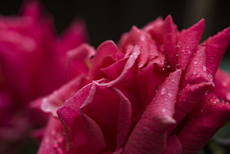 petal, geranium, black background, purple, gemstone, softness, carnation, pink color, blossom, rose, garden, flowering plant, pollen, raindrop, acanthaceae