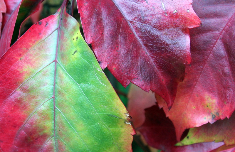 natural pattern, plant, red leaves, maroon, 2K, nature, autumn, autumn leaves, vines, green color, natural condition, vulnerability, fragility, change