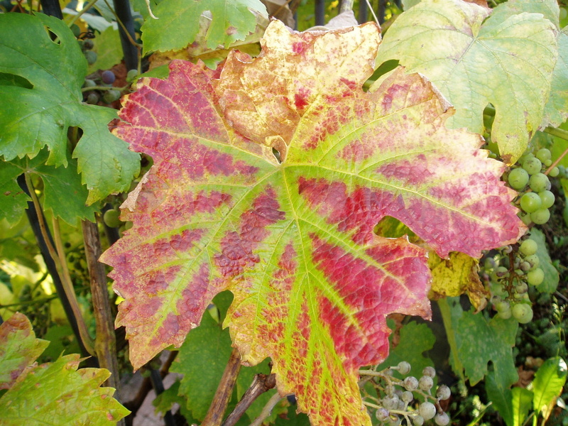 1080P, high angle view, Fall Color, no people, fragility, fall, Autumn, Fall, growth, day, green color, plant, outdoors, leaf vein, nature, plant part