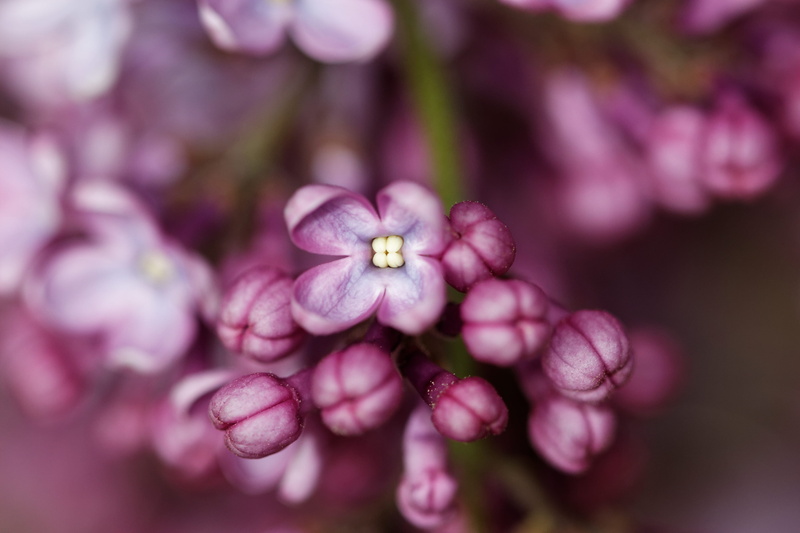 photography, food and drink, agriculture, dahlia, flowers, freshness, purple, crocus, photo, geranium, lilac, flowering plant, no people, sprout, springtime