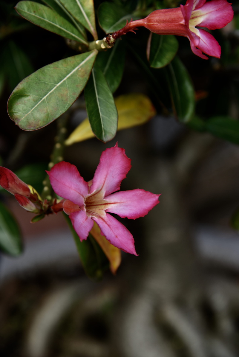 flower head, springtime, insect, bud, plant, freshness, 5K, sprout, pink color, invertebrate, acanthaceae, cricket insect, pollen, petaled, close-up, flowering plant