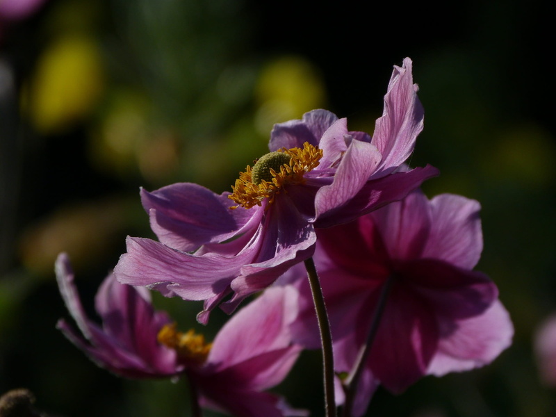 vulnerability, invertebrate, inflorescence, fragility, outdoors, pollination, flora, leaf, colour, bright, no people, delicate, stamen, shade, garden, plant