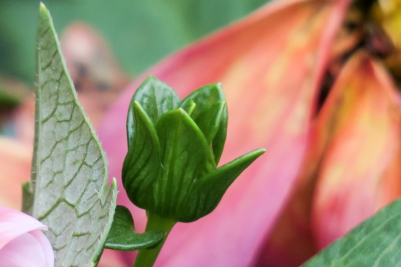 outdoors, summer, leaf, fragility, flower, nature, fresh, plant part, close-up, leaf vein, growth, flowers, freshness, focus on foreground, green color