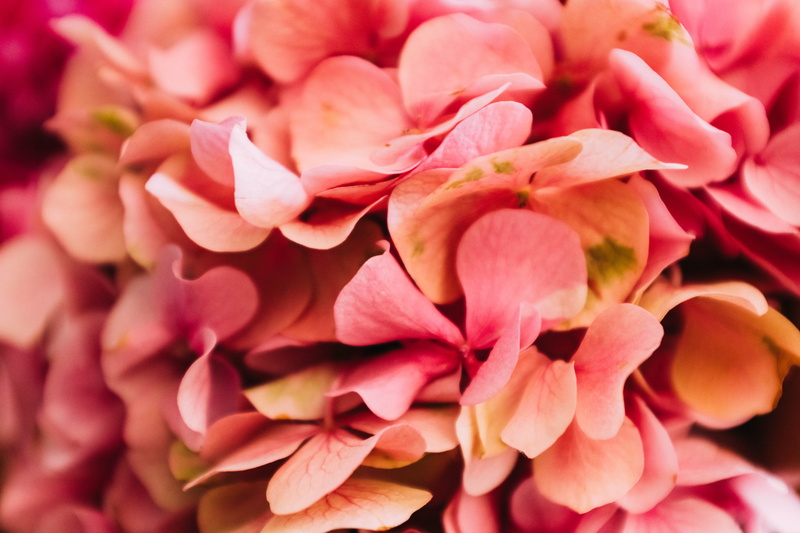 floral, day, freshness, anther, plant, outdoors, hydrangea, close up, peony, pink color, focus on foreground, gladiolus, blossom, bunch of flowers, heart