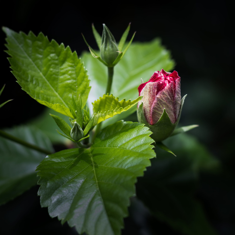 tropical, black background, vulnerability, rose, growth, 2K, pink, beauty in nature, freshness, sepal, veins, red, geranium, garden, leaves, rose - flower