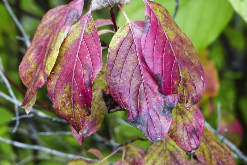 leaves, red, flower, colorful, growth, purple, fragility, fall, natural condition, vulnerability, beauty in nature, plant, 4K, day, plant part, flowering plant