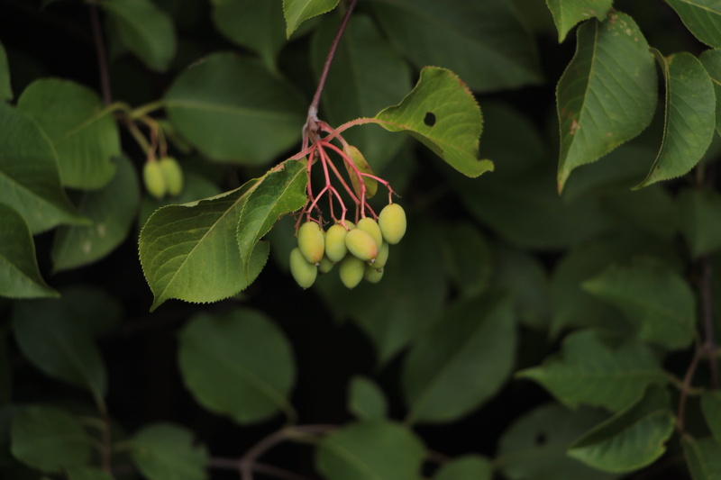 pink stems, cherry, seed, leaves, flowering plant, food and drink, seeds, flower head, outdoors, green color, beauty in nature, 5K, focus on foreground