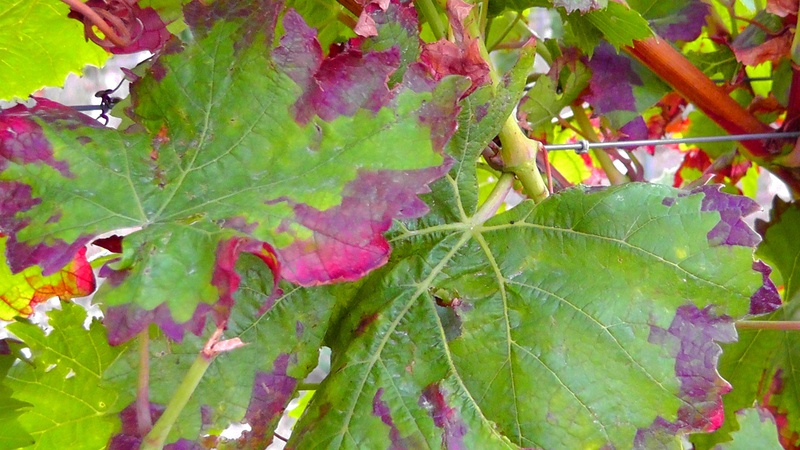 frisch, green, grapes, leaf vein, wine, nature, growth, plant part, purple, winegrowing, outdoors, colorful, vine, close-up, leaves, beauty in nature, green color