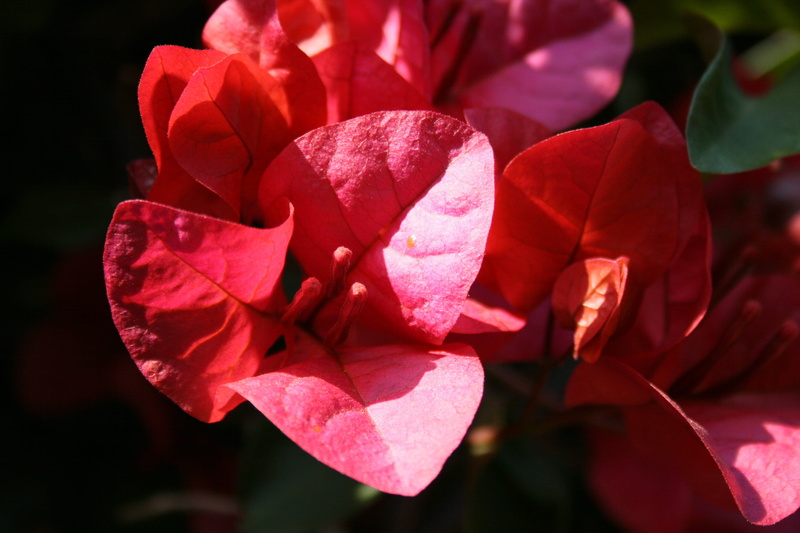 red, no people, beauty in nature, 4K, focus on foreground, close-up, nature, outdoors, Veins, leaf-like, hart shaped, reddish-pink, Leaf, Pink, rose - flower