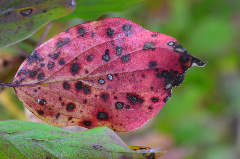 no people, natural condition, 4K, vulnerability, outdoors, beauty in nature, focus on foreground, leaves, growth, leaf, change, natural pattern, autumn