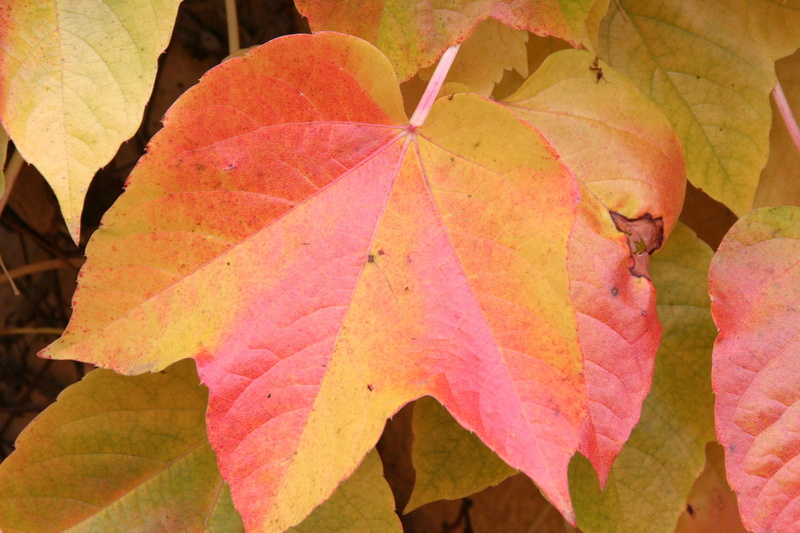 Fall, Autumn, fragility, Fall Foliage, growth, 2K, Yellow, full frame, vulnerability, red, leaf, plant part, nature, fall, natural pattern, no people