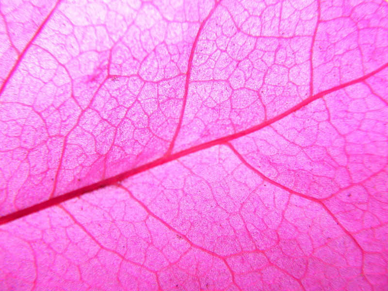 no people, 2K, magnification, science, nature, freshness, abstract, pattern, flora, vibrant Color, full frame, water, extreme close-up, Leaf, Plant, botany