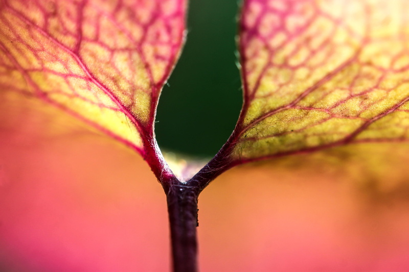 leaf veins, plant, no people, selective focus, beauty in nature, vulnerability, colorful leaf, colorful, freshness, abstract, nature, autumn, leaves, plant stem