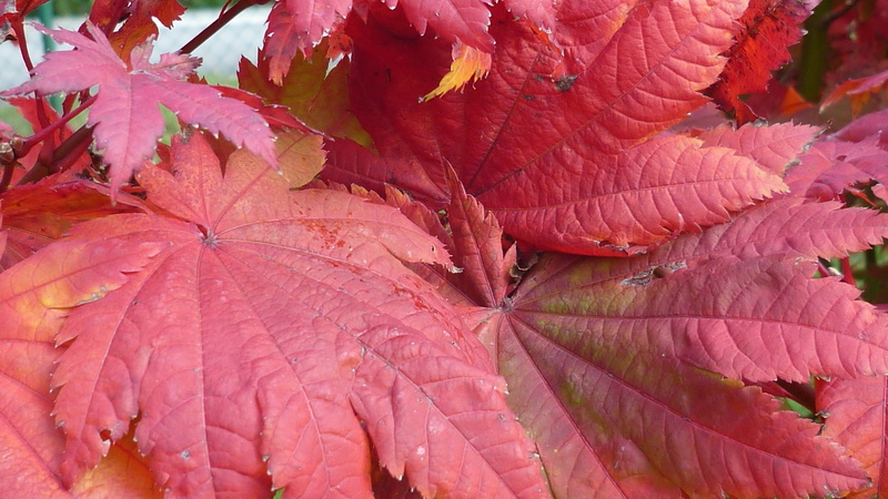 october, fall, leaves, no people, fragility, close-up, growth, branch, leaf vein, natural condition, 1080P, full frame, leaf, day, plant part, nature