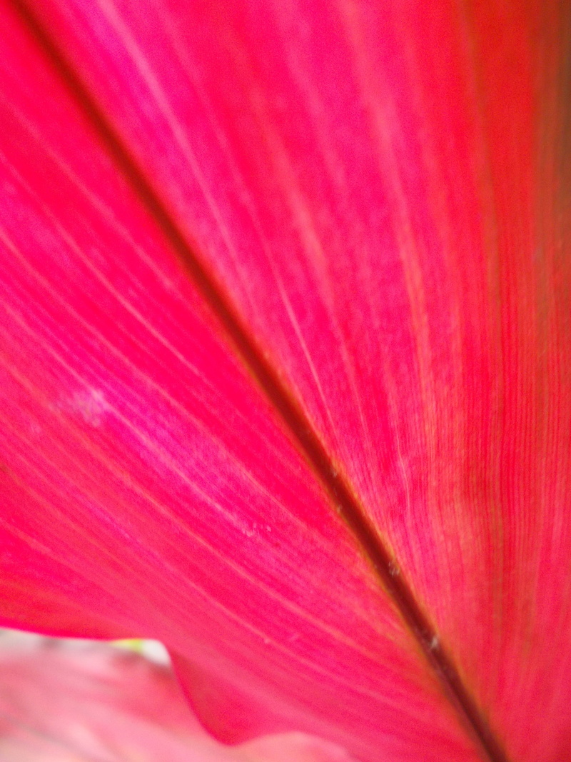 pink color, outdoors, petal, nature, 4K, full frame, veins, flowering plant, backgrounds, pink, growth, close-up, softness, sheet, day, fragility, flower