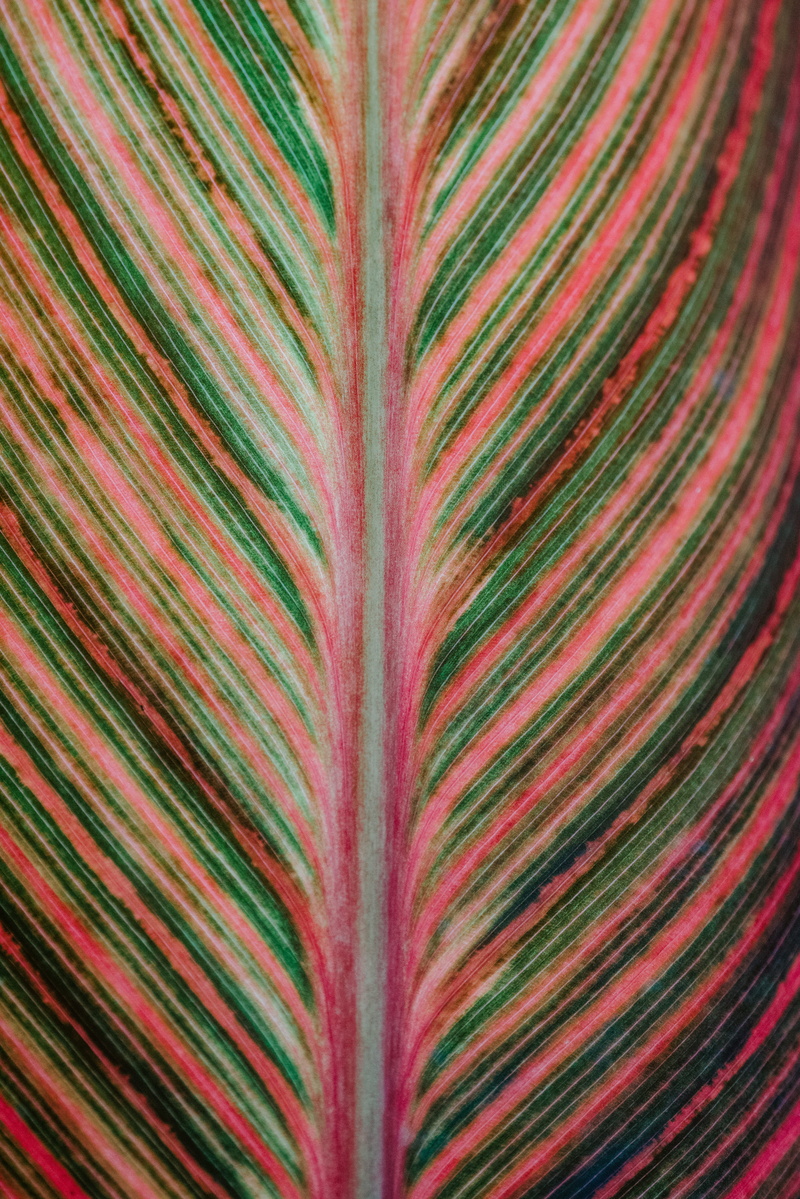 pink, backgrounds, plant, multi Colored, red, ornate, colors, vein, stripe, macro, feather, striped, textured, pattern, texture, beauty In Nature, elegance