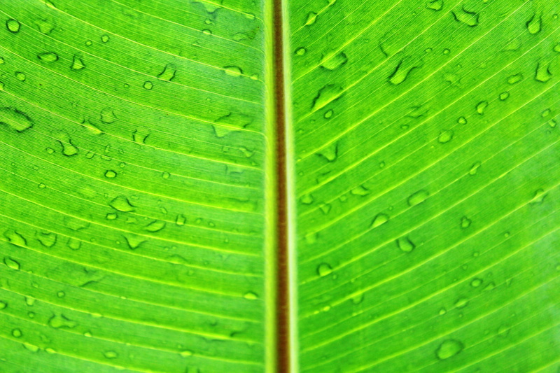 spring, backgrounds, lush, freshness, full frame, abstract, raindrop, textured, color, texture, macro, surface, leaf, botany, plant part, wet, vibrant