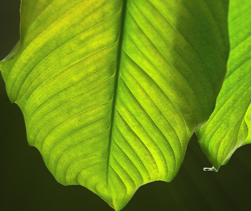 growth, vulnerability, the accuracy of the, plasticity, natural pattern, leaves, autumn, leaf veins, summer, close-up, beauty in nature, fragility, no people