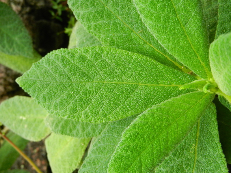 full frame, 4K, vegetation, flora, drop, no people, botany, leaf blade, green leaf, outdoors, leaf veins, freshness, beauty in nature, growth, model, macro