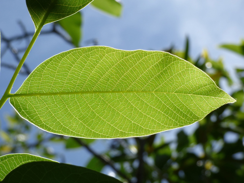 focus on foreground, ramifications, fragility, green, detail, outdoors, day, tree, beauty in nature, close-up, texture, selective focus, nerves, plant part