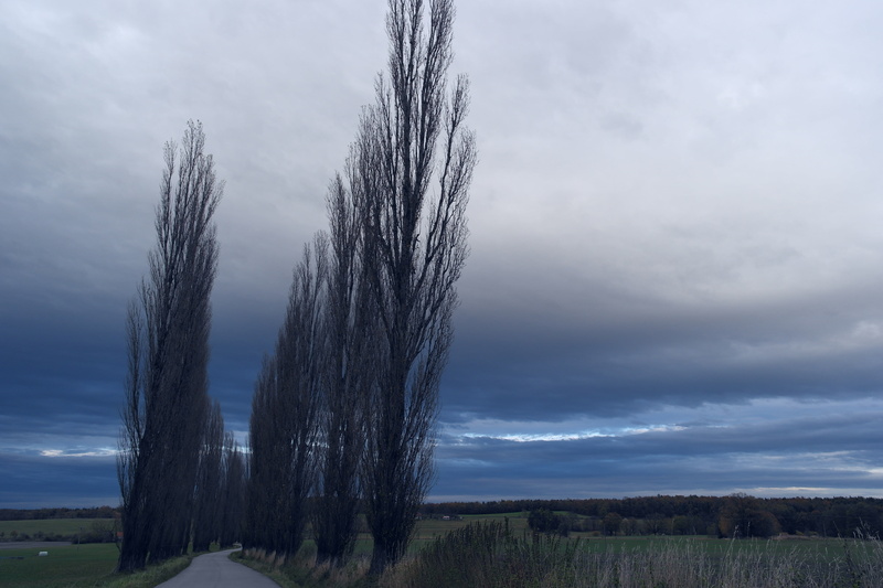 outdoors, tranquil scene, tree, trees, plant, cloud - sky, sky, beauty in nature, land, non-urban scene, field, tranquility, grass, landscape, 5K, wrath of the gods