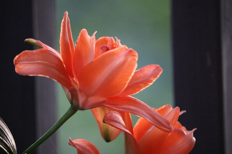 brevard, orange color, nature, 4K, flower, vulnerability, shine, growth, petal, beauty in nature, focus on foreground, no people, flora, orange, inflorescence