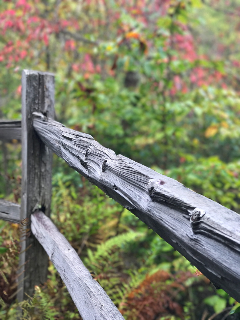 plant, protection, land, united states, brevard, growth, green color, field, nature, 4K, fence, boundary, security, wood - material, close-up, outdoors