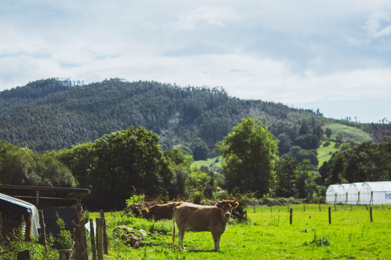 grass, no people, naturaleza, cloud - sky, field, animal, animal themes, spain, monte, plant, vaca, guriezo, hierba, herbivorous, tree, animales, sky, one animal