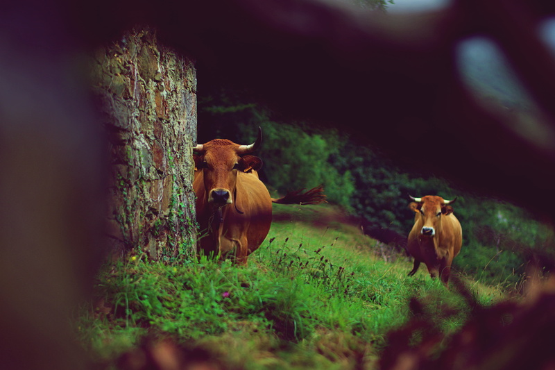 field, vertebrate, spain, pets, asturia, 5K, green, cow, grass, livestock, tree, animal wildlife, black, animal, bark, mountain, nature, domestic animals