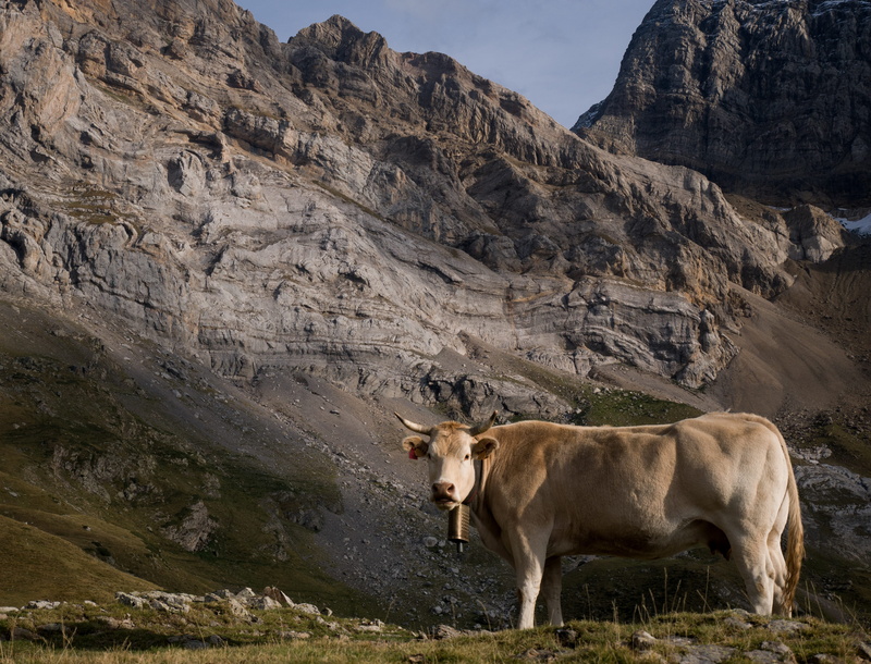 near, bell, animal, mountain range, valley, animal themes, animal wildlife, land, cow, livestock, cattle, nature, outdoors, vertebrate, rock, mammal, mountain