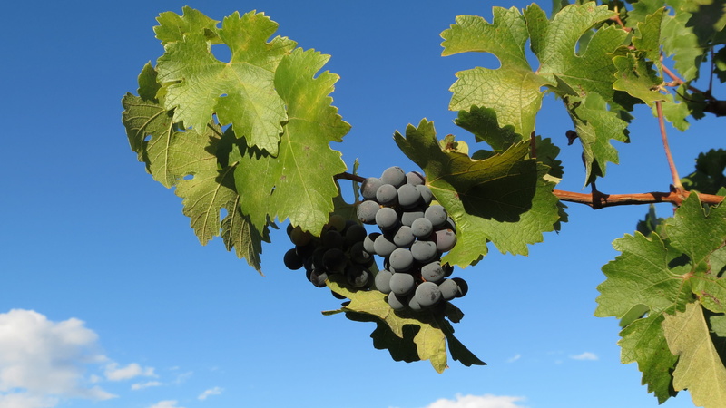 growth, nature, leaf, winemaking, tree, fruit, 4K, day, ripe, sky, agriculture, vine, vineyard, green color, low angle view, plant part, napa, food, healthy eating
