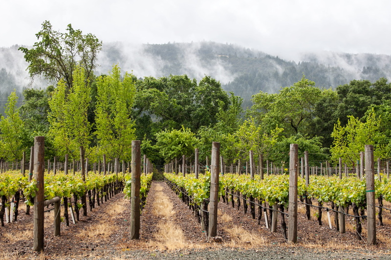 landscape, day, outdoors, tranquility, morning, sky, land, beauty in nature, napa valley, california, tree, environment, valley, 2K, no people, cloud - sky